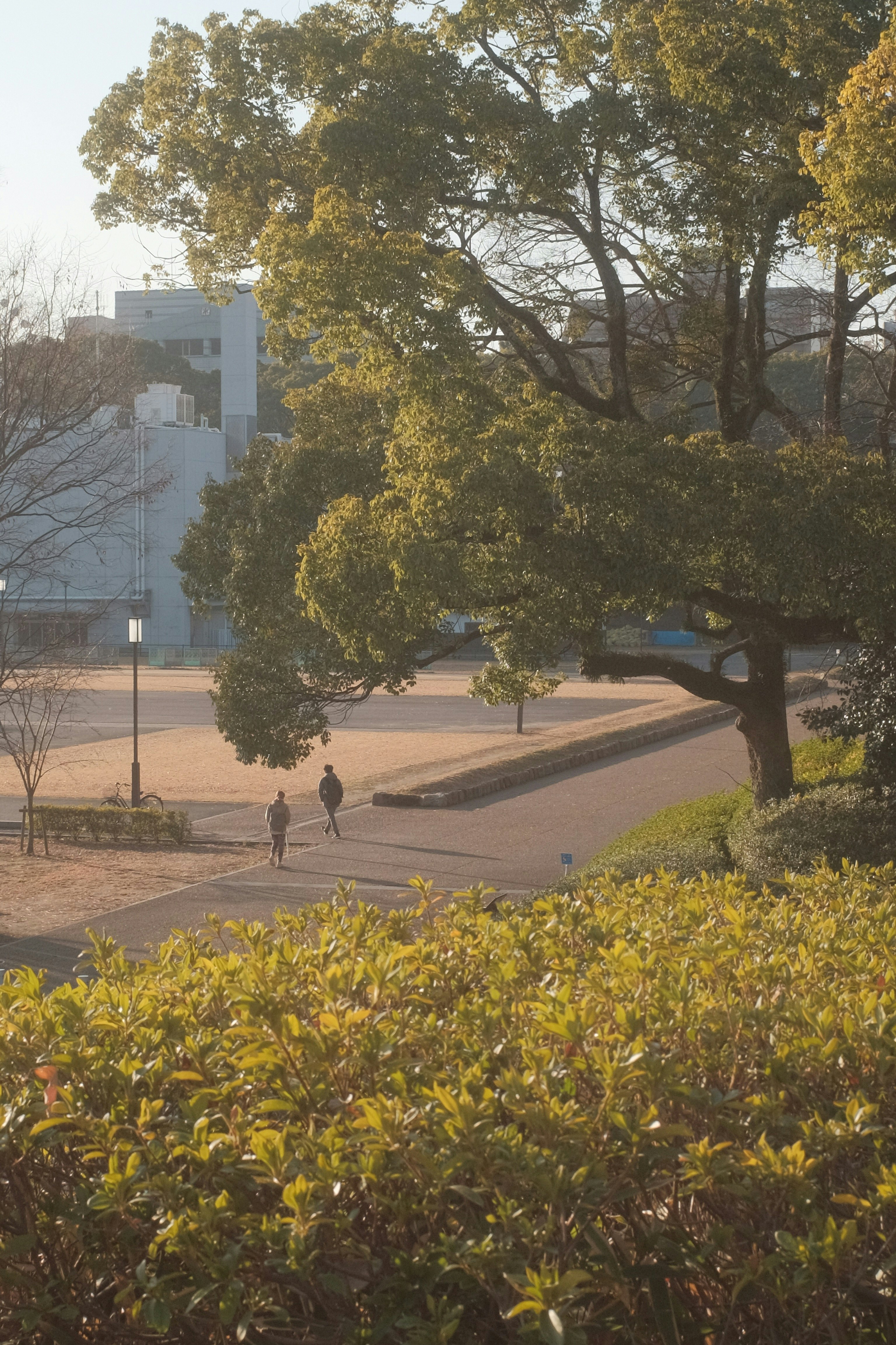 people walking on sidewalk near trees and building during daytime